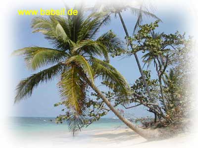 Dominikanische Republik Palme